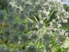 Thumbnail IMG_7996.JPG 