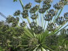 Thumbnail IMG_7997.JPG 