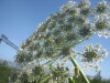 Thumbnail IMG_7998.JPG 