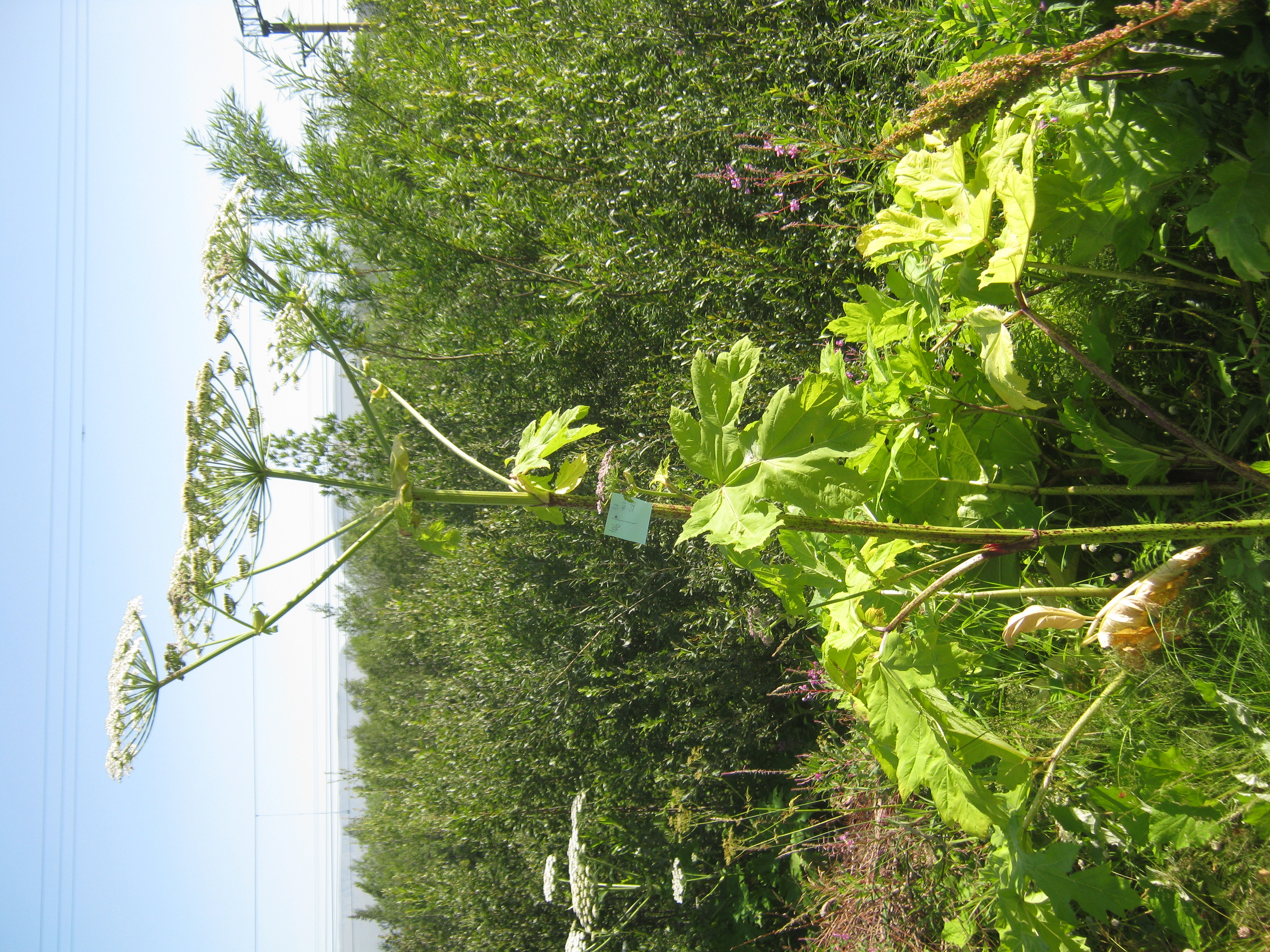 IMG_7990.JPG 