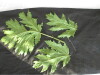 Thumbnail IMG_2146.JPG 