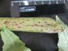 Thumbnail IMG_2147.JPG 