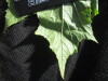 Thumbnail IMG_2148.JPG 