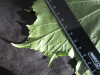 Thumbnail IMG_2149.JPG 