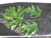 Thumbnail IMG_2150.JPG 