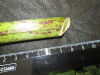 Thumbnail IMG_2151.JPG 