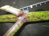 Thumbnail IMG_2152.JPG 