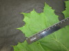 Thumbnail IMG_2153.JPG 