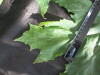 Thumbnail IMG_2154.JPG 
