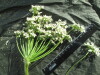 Thumbnail IMG_2155.JPG 