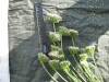 Thumbnail IMG_2156.JPG 