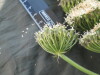 Thumbnail IMG_2157.JPG 