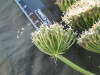 Thumbnail IMG_2158.JPG 