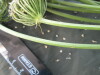 Thumbnail IMG_2160.JPG 