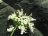 Thumbnail IMG_2161.JPG 
