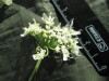 Thumbnail IMG_2162.JPG 