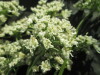 Thumbnail IMG_2163.JPG 