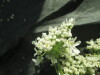 Thumbnail IMG_2164.JPG 