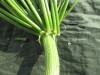 Thumbnail IMG_2165.JPG 