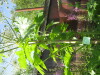 Thumbnail IMG_8007.JPG 