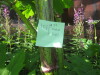 Thumbnail IMG_8008.JPG 