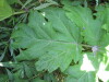 Thumbnail IMG_8010.JPG 