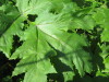 Thumbnail IMG_8011.JPG 