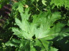 Thumbnail IMG_8012.JPG 