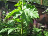 Thumbnail IMG_8013.JPG 