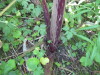Thumbnail IMG_8014.JPG 