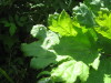 Thumbnail IMG_8017.JPG 