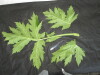 Thumbnail IMG_2353.JPG 