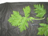 Thumbnail IMG_2354.JPG 