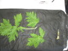 Thumbnail IMG_2355.JPG 