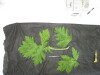Thumbnail IMG_2356.JPG 