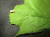 Thumbnail IMG_2357.JPG 