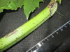 Thumbnail IMG_2358.JPG 