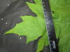 Thumbnail IMG_2359.JPG 