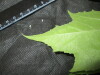 Thumbnail IMG_2360.JPG 