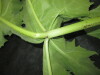 Thumbnail IMG_2363.JPG 