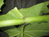 Thumbnail IMG_2364.JPG 