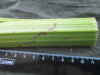 Thumbnail IMG_2365.JPG 