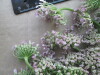 Thumbnail IMG_2368.JPG 