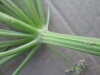 Thumbnail IMG_2369.JPG 