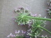 Thumbnail IMG_2370.JPG 