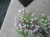 Thumbnail IMG_2371.JPG 