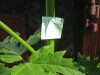 Thumbnail IMG_8018.JPG 