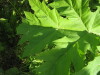 Thumbnail IMG_8022.JPG 