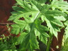 Thumbnail IMG_8023.JPG 