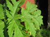 Thumbnail IMG_8024.JPG 